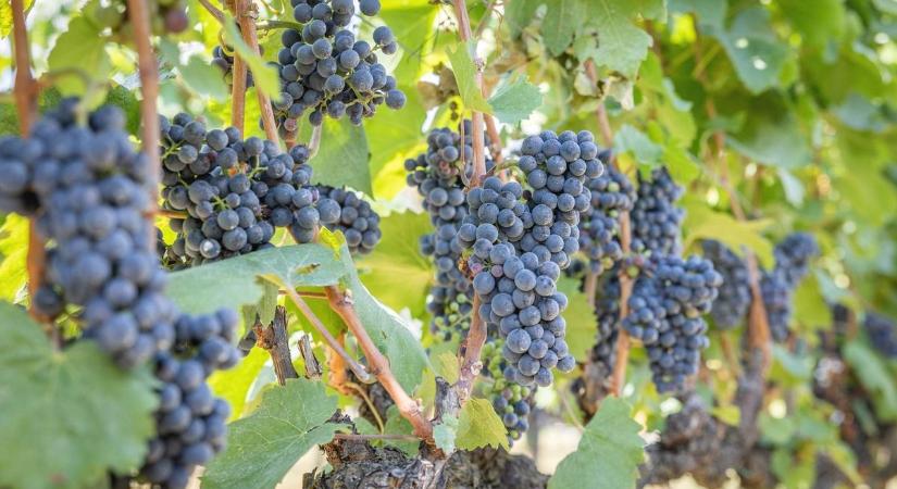Most dől el a termés sorsa – fontos tavaszi munkák a szőlőben