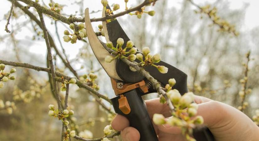 Súlyos következménye lehet, ha ezeket a virágokat most vágod vissza