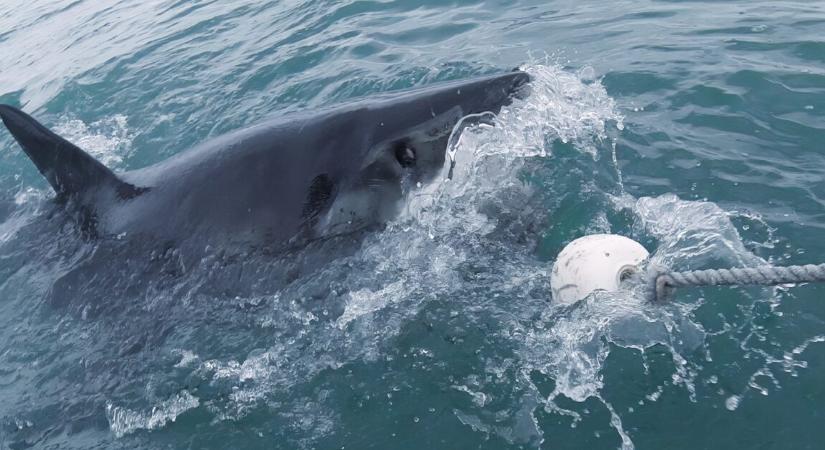 125%-kal nőtt a halálos cápatámadások száma – mi történik?