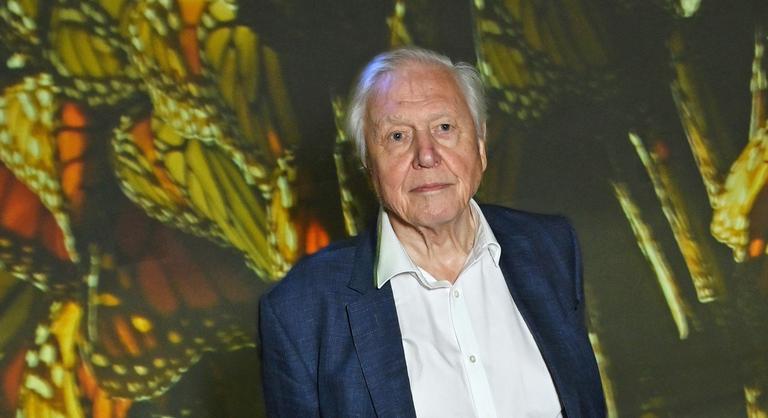 David Attenborough-nak adta ki magát a férfi, így szerezte meg egy nő életének megtakarítását