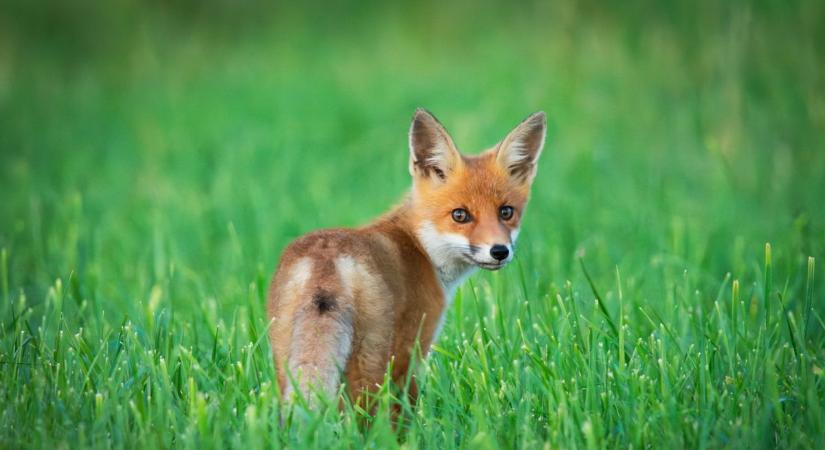 Különös anyagot szórnak ki a repülőgépről Somogyban, hatalmas a kockázat