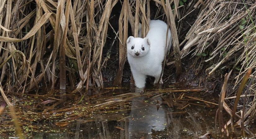 Sikerült lencsevégre kapni: olyan állat bukkant fel Somogyban, amit alig látni a természetben