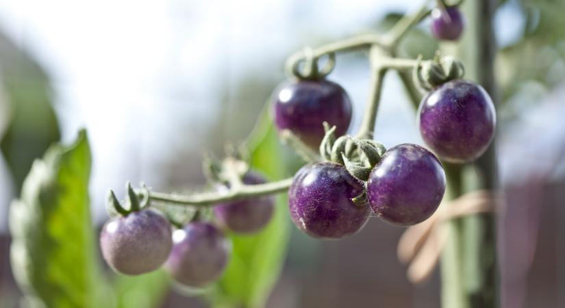 Ez kemény: nem semmi, milyen paradicsom lepheti el a piacokat