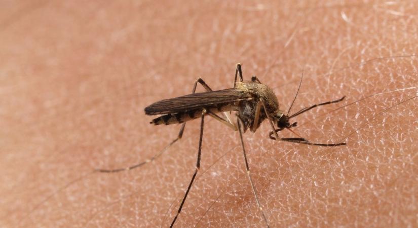 Ne tenyésszünk szúnyogokat! Az itt élők felelőssége is a hatékony balatoni szúnyoggyérítés