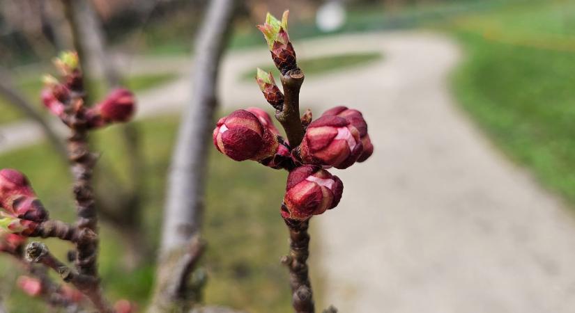 Versenyfutás az idővel: meddig végezhető el biztonsággal a lemosó permetezés?