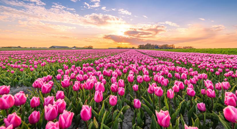 Elképesztő tulipánkert nyílik Pesttől másfél órányira: hamarosan 60 ezer virág közt sétálhatunk