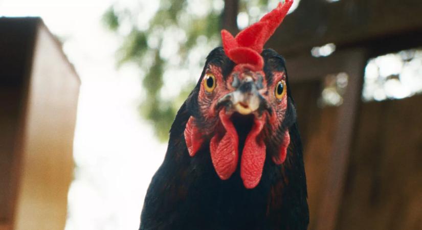 Tyúk – Egy baromfi szemszögéből még szánalmasabb az ember