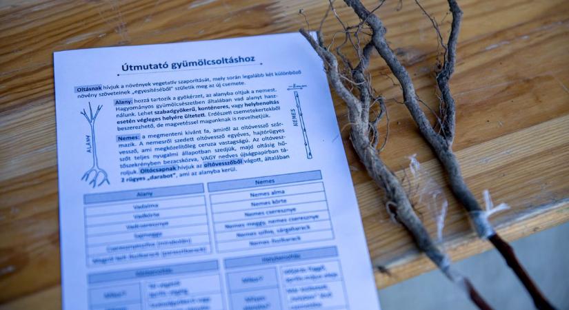 Régi gyümölcsfajták megmentése érdekében: oltónapot szerveztek Miskolcon - képekkel, videóval