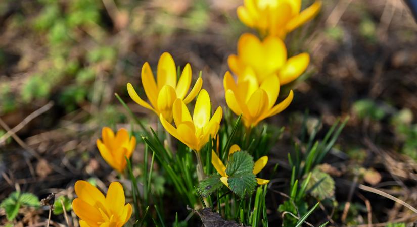 Hétfőtől vége a felhőtlen tavasznak, több fokot esik a hőmérséklet