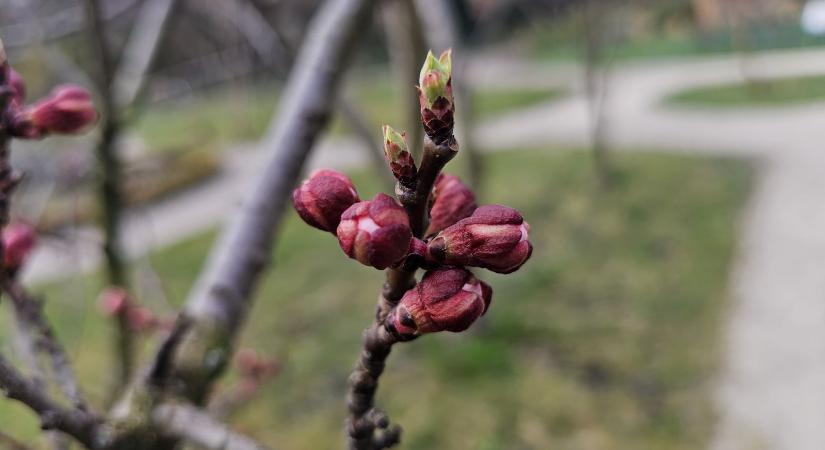 Meddig végezhető el a tavaszi lemosó permetezés?