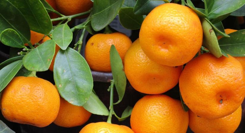 Dél-Afrika nem bíz semmit a véletlenre: 52 millió láda mandarint indítottak útnak