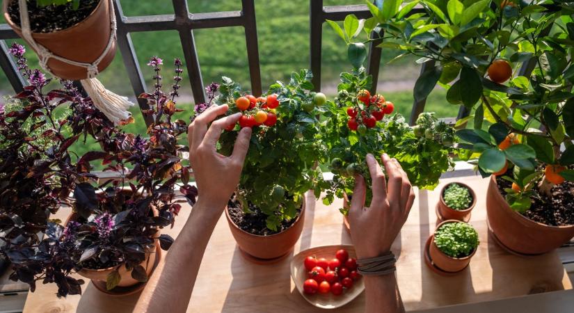 Paradicsom, fűszernövények, saláta: így indíts kiskertet az erkélyen