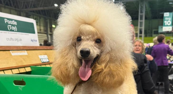 Egy váratlan bakival hozta a frászt gazdáira a díjnyertes uszkár, aztán olyan dolog történt, amire senki nem számított