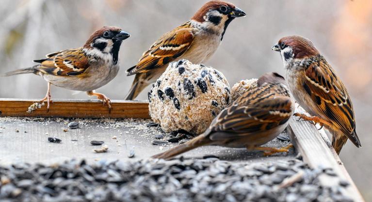 Hiába a segítő szándék, ha túl sokáig etetjük a madarakat, a vesztüket is okozhatjuk