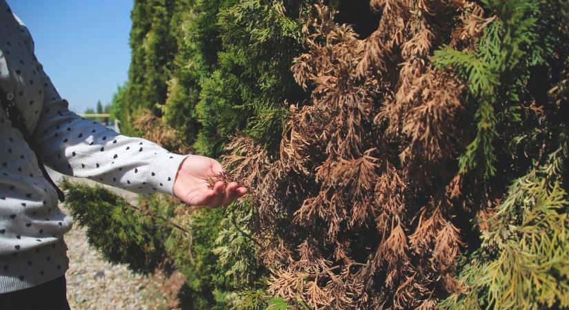 Sorban barnulnak a tuják a szabolcsi kertekben – ezt a hibát rengetegen elkövetik