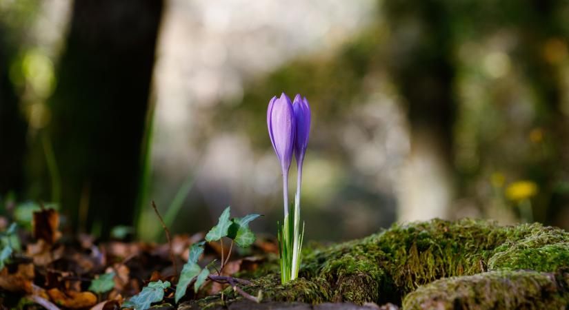 Felhős hétkezdés után kiderül az ég