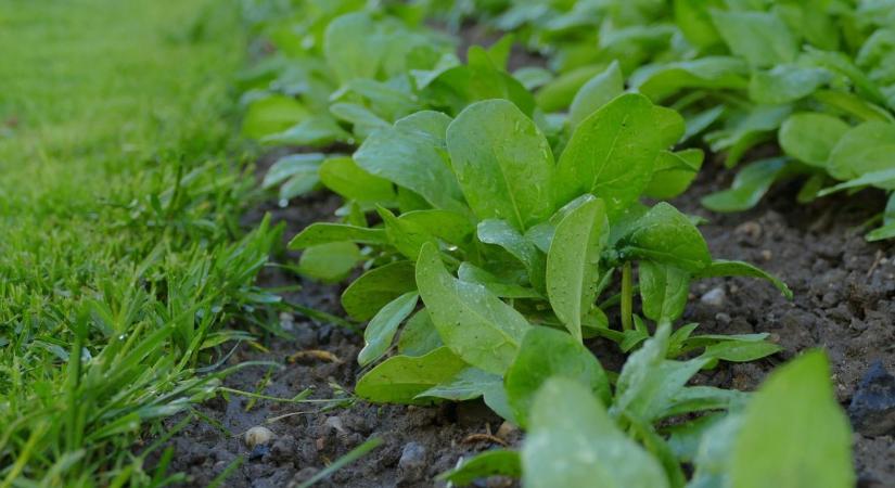 Spenót vetése tavasszal: mikor és hogyan érdemes?