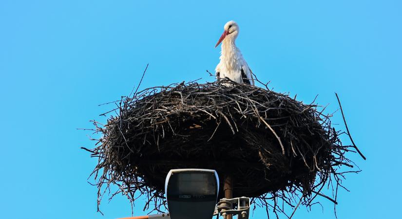 Békéscsabán ezúttal a Lencsésin láthattunk gólyát