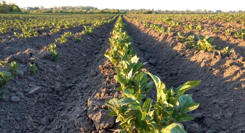 Vetőburgonya-dilemma: érdemes-e befektetni a következő szezonba?