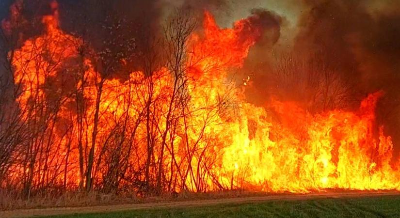 Hatalmas lángokkal égett a nádas és a bozótos Egyek határában