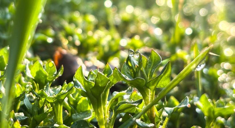 Így indul a hét: napsütés, felhők és néhol zápor is jöhet hétfőn