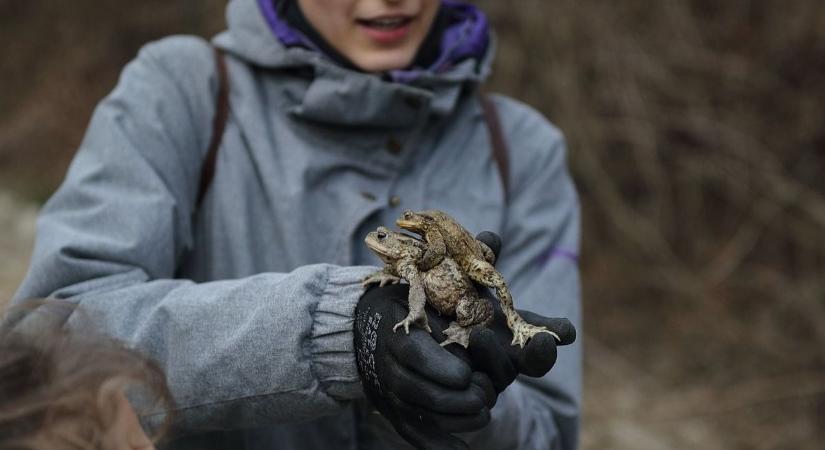 Javában zajlik a békamentés a Fehér úti-tónál a Soproni-hegységben - fotók