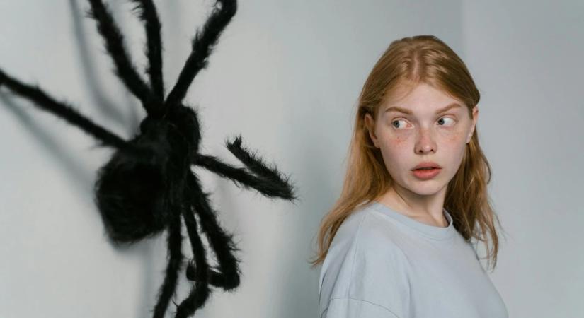 Ha pókot találsz a lakásban, ezt NE tedd – a szakértők szerint végzetes lehet