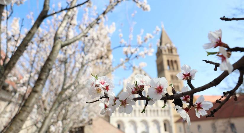 Sapkát reggel, napszemüveget délben – így bújik elő a tavasz Pécsen