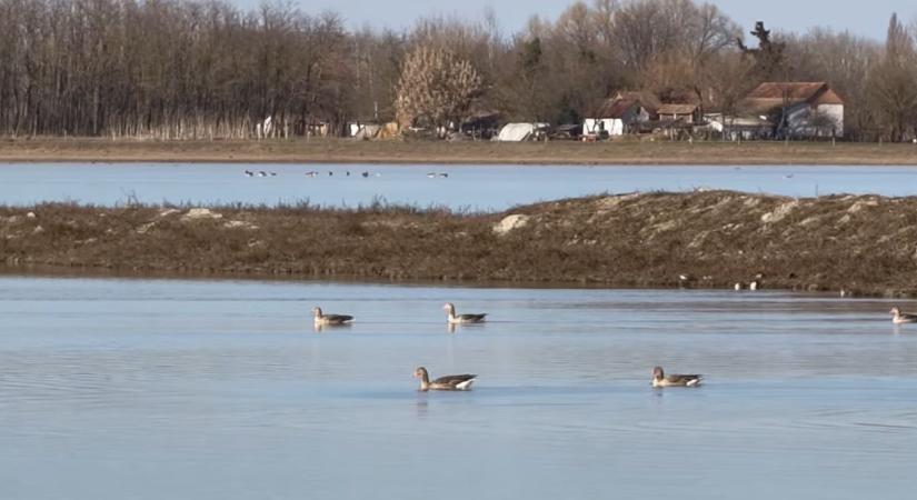 Újra élet költözött a Nagyszéksós-tóhoz, videót is mutatunk róla