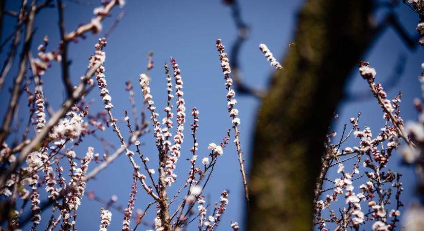 Virágba borult ágak jelzik, hogy itt a tavasz– galériával