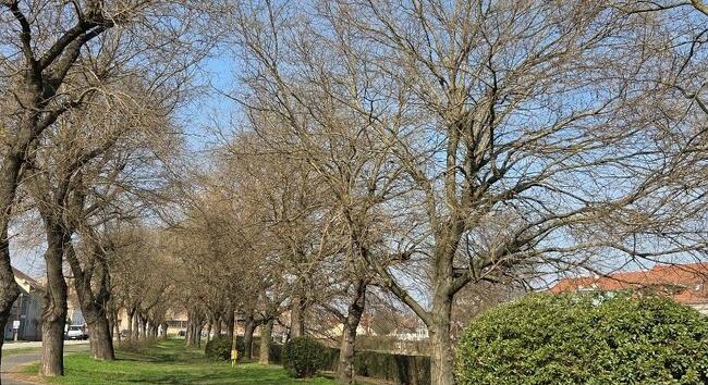 Időjárás-előrejelzés március 16-22.: lehűlés a hét elején, több napsütés a hét végén