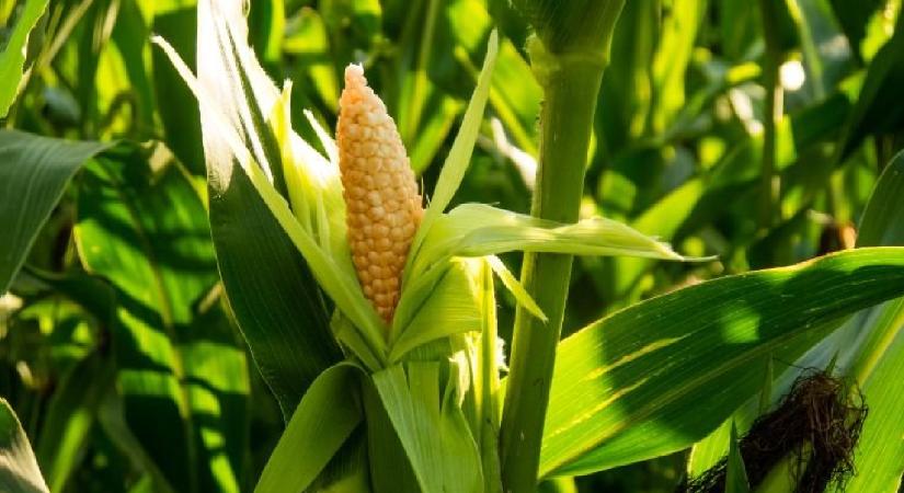 Nemzetközi fenntarthatósági elismerést szerzett a Bonduelle