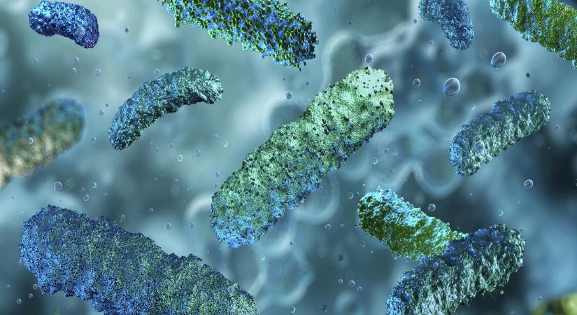 Láthatatlan védelmi rendszer: hogyan hat a mikrobiom az egészségünkre?
