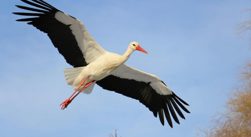 Csodálatos hagyomány a Hortobágyon, kokárdákkal indították a szabad élet felé a gólyákat
