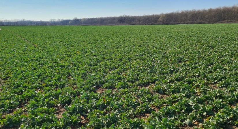 Gyökérzóna, stressztűrés, tápanyaghasznosítás – modern növényélettani megoldások a gyakorlatban