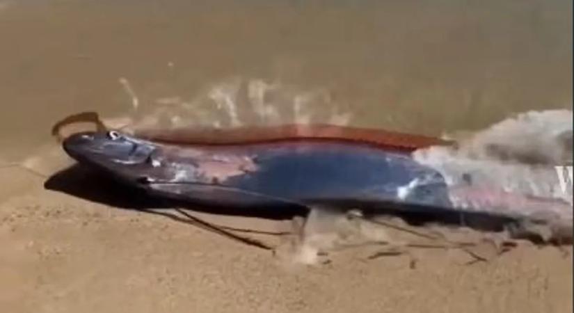 Közeleg a végítélet? Sokkoló dolog bukkant fel a tengerből