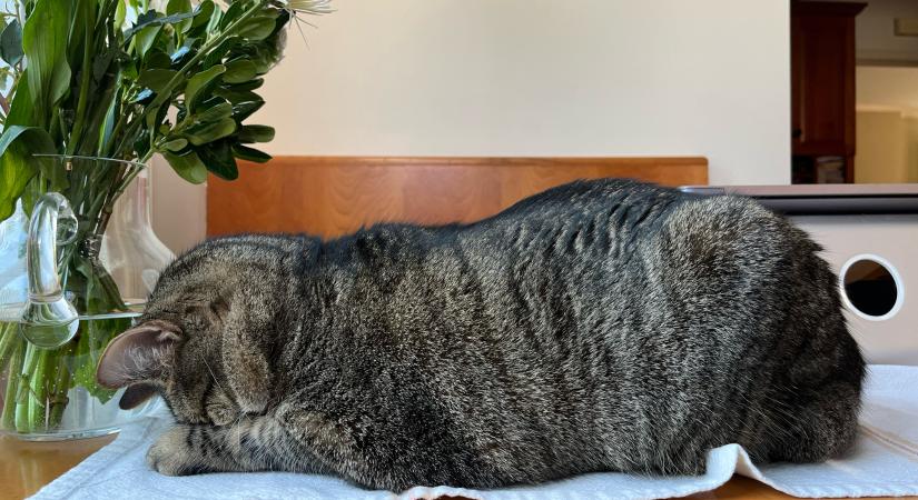 Miért alszik a macska arccal lefelé?