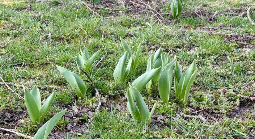 Most dől el, milyen lesz a kert nyáron! Ezeket a hibákat rengetegen elkövetik tavasszal