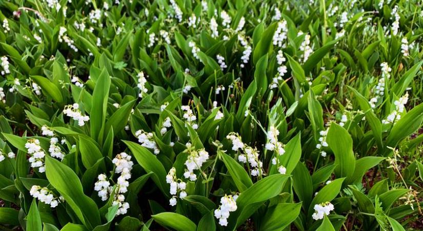 Ezért szeretjük annyira a tavaszt – így hat a testre és a lélekre