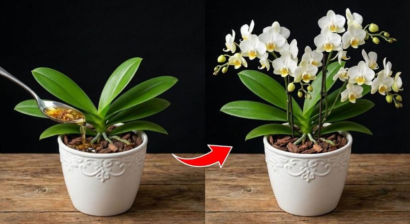 11 gyakori orchidea gondozási probléma – mutatjuk, hogyan oldd meg őket