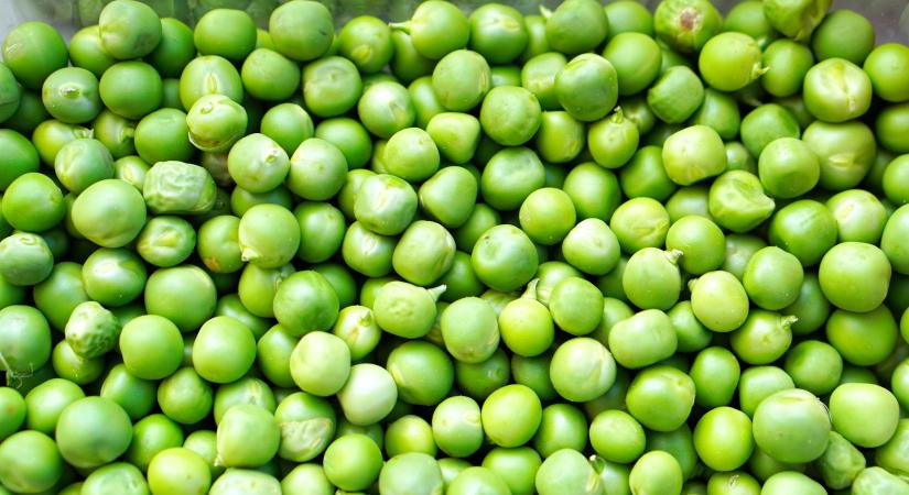 Borsó és csemegekukorica konferenciát tartottak Debrecenben