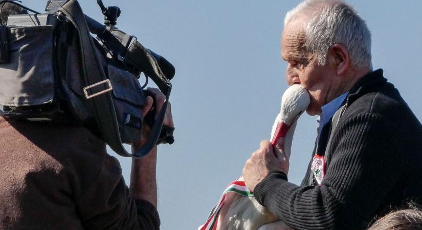 Új esélyt kaptak a gólyák – szabadon engedték őket