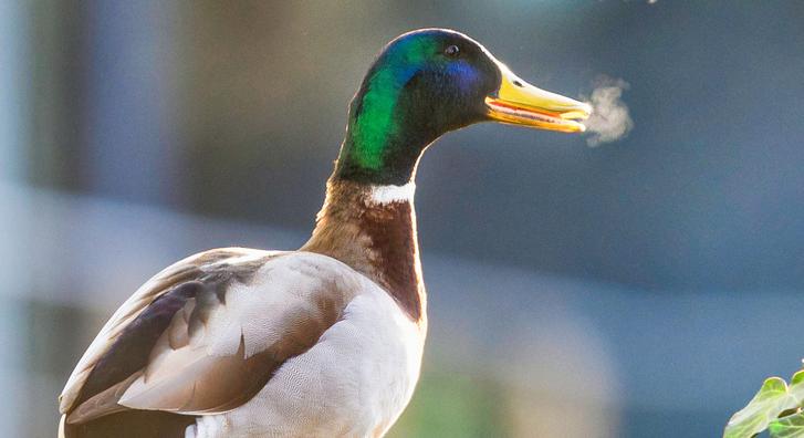Egy fotó miatt mindenki egy cigiző vadkacsáról beszél