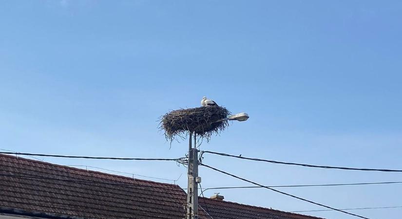 Örömhír: megérkezett az első gólya Baranya vármegyébe is!