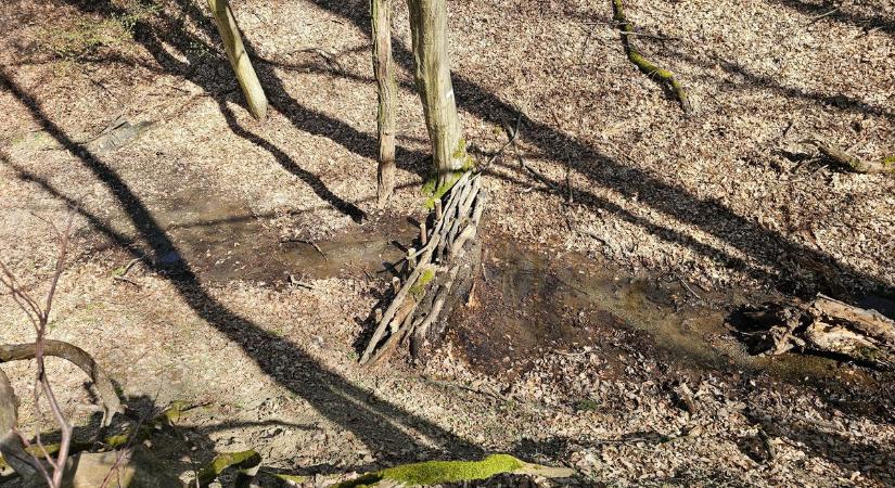 A vadmacska mellett a szürke farkas, a medve is megjelent a Bükk erdeiben