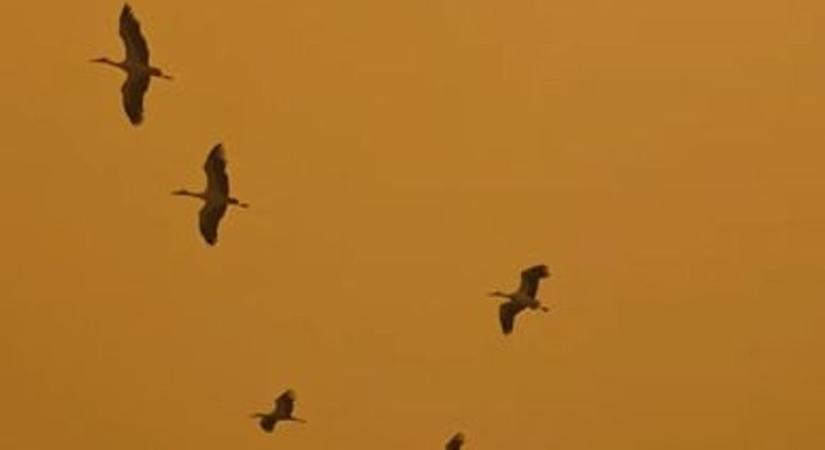 Megérkeztek a gólyák Borsodba: a homokvihar sem állította meg őket