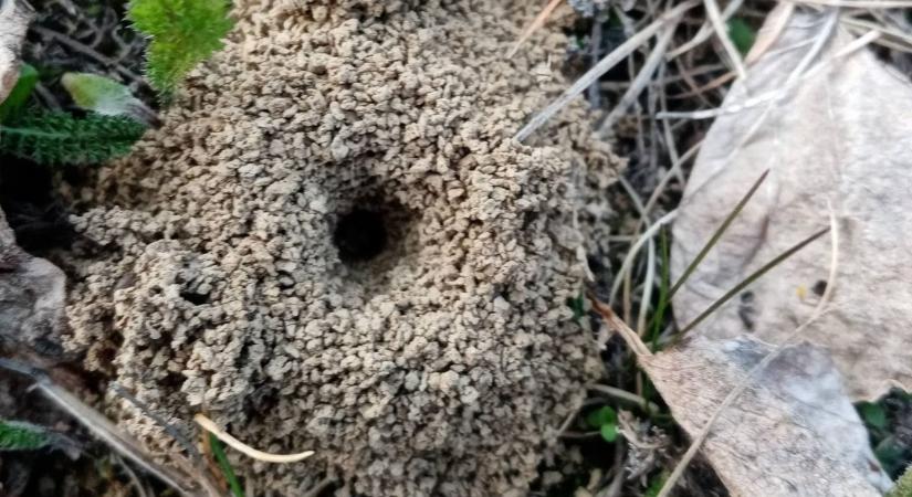 Földalatti invázió Baranyában: apró lyukak lepték el Máriáék kertjét