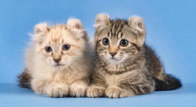 8 macskafajta érdekes fülformával