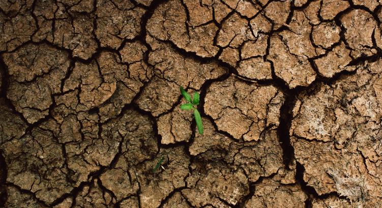 Hőségből aszály: egyre gyakoribb a klímaváltozás pusztító láncreakciója