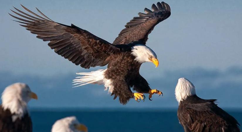 Szárnyalnak az AI kriptovaluták, miközben emberek milliói veszíthetik el munkahelyüket